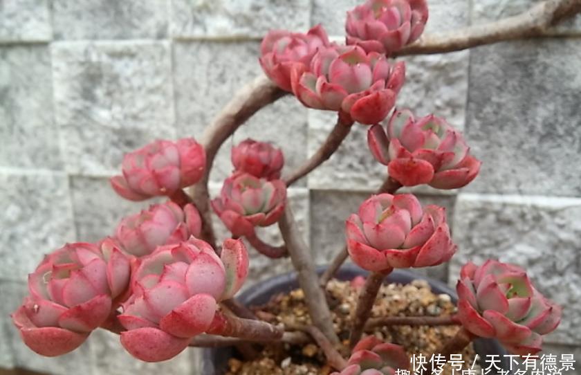 多肉红化妆|多肉红化妆和薄化妆根本不是同一种多肉,它们只是名称相似而已