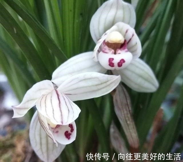 葡萄|兰花只浇水,太没新意了!试试我的方法,叶片坚挺有力,还能爆花!