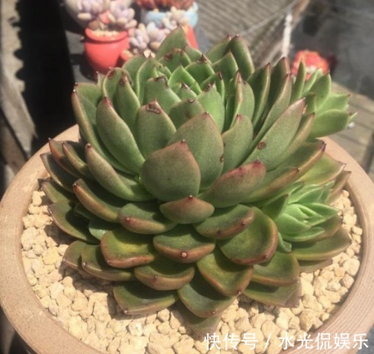 缺水|学会判断多肉植物土壤的干湿程度，多肉不娇嫩，养10年不烂根