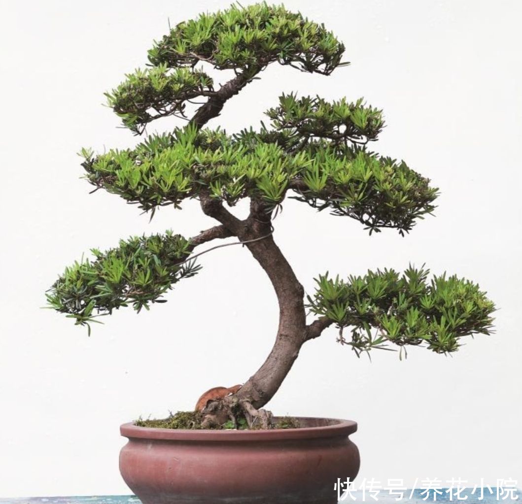 红豆杉|养花不如养树，5种“富贵树”，摆在家里招财又旺宅