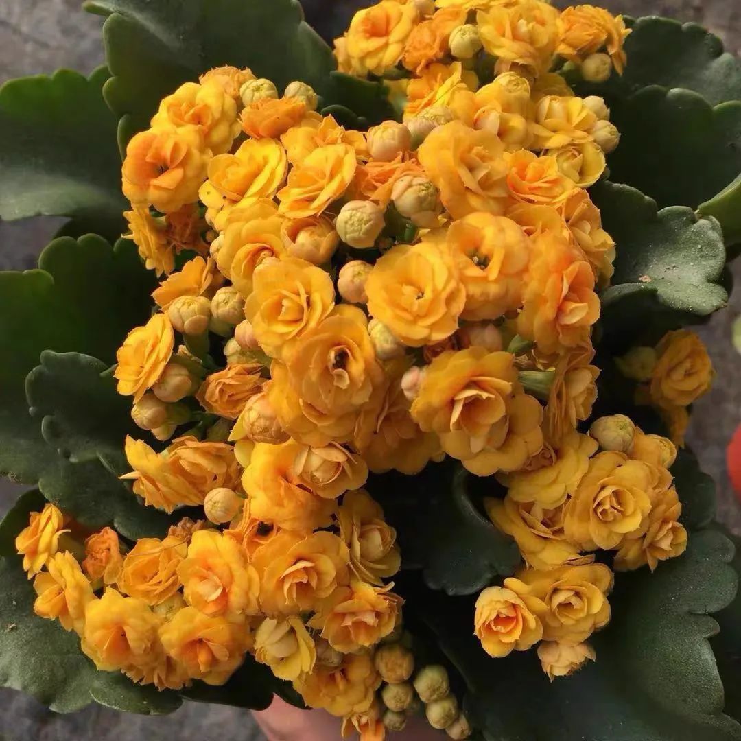 帕罗|45种长寿花,个个都是高颜值,家里养几盆,美得移不开眼