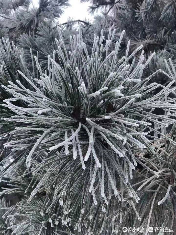 雾凇|济南跑马岭景区今冬首现雾凇！齐鲁雪乡已经“在路上”