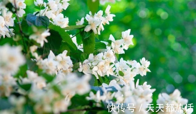 四棵树|此花俗称“不死花”, -25°冻不死, 一年花开230天, 比香水还香！