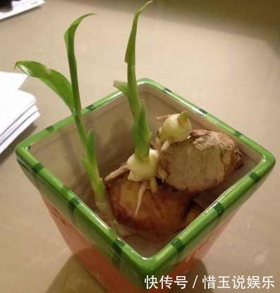 家里生姜发芽了别扔丢水里,长的比富贵竹还好看
