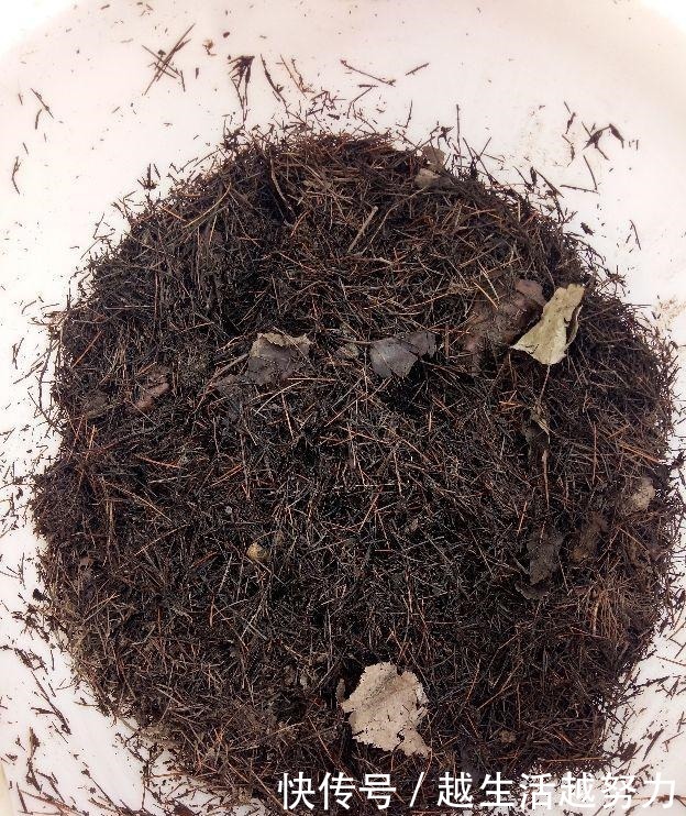 养花30年的大神说,这“3点”养花技巧,学会了啥花都能养活!