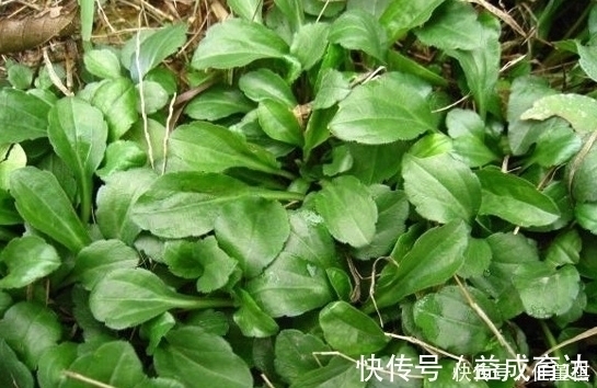 野菜|农村路边的一种野菜,看着一点不起眼,但味道是很好吃的