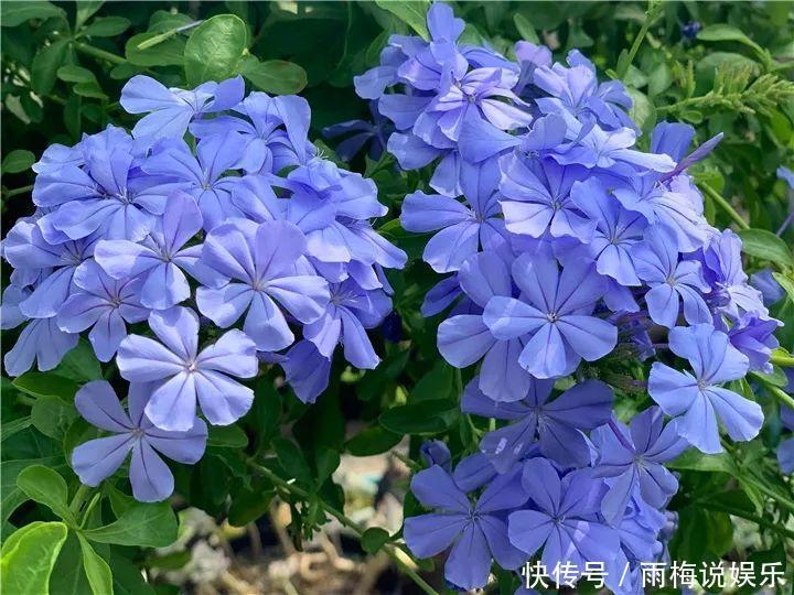 木槿|急性子养的6种花,长的快、爆花多,1盆能开大半年!