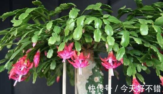 君子兰|养君子兰,蟹爪兰,一种液体滴盆里,枝叶疯长,开花旺