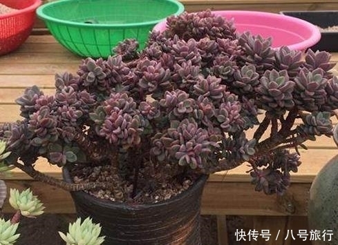 多肉|这样的操作多做几次,半年快速养成多肉老桩!