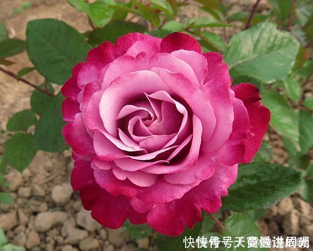 难度|最美的波浪边月季,又香又勤花,种植无难度,非常适合新手