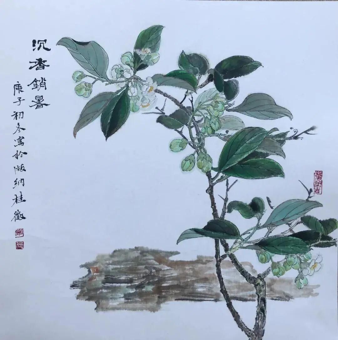 中国药用植物 - 沉香|林草科普| 为沉香