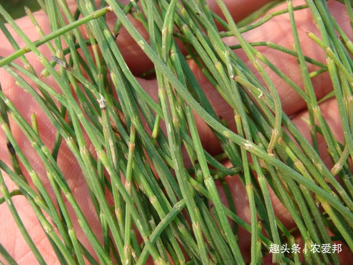 可不要小瞧这种野草,现在野生的不多见,没想到有这么多作用!