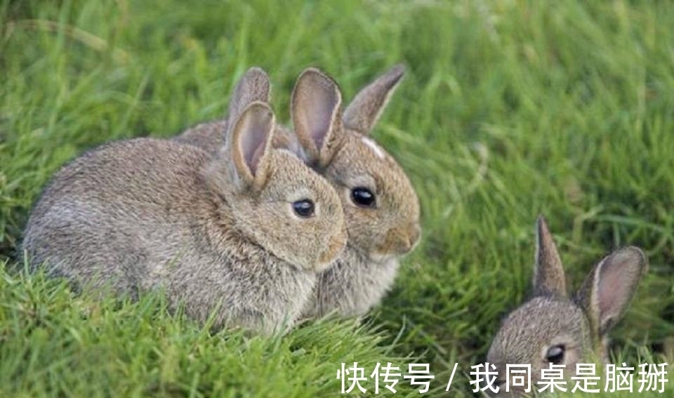 同居!俗话说“门旁若有两棵树,定有二人来同居”,二人指的是哪二人