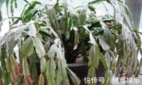 人心情|蟹爪兰“蔫吧”没精神，学会3个方法，叶片油绿、开花多，长爆盆