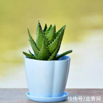 芦荟1盆变多盆，只需学会这招