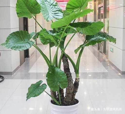 居家养花，这3种“疾病花”千万不要在家养，严重影响家人的健康