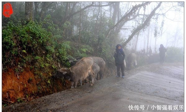 仙境|红河梯田，雾中箐口似仙境