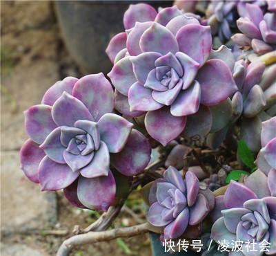 习惯|夏天多肉紫乐有“3怕”，难怪长气根不长个，改变养护习惯是关键