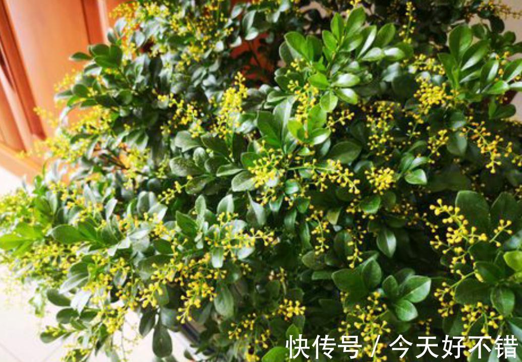 三种花盛开时香气四溢,夏天都是盛花期,轻松打造阳台庭院