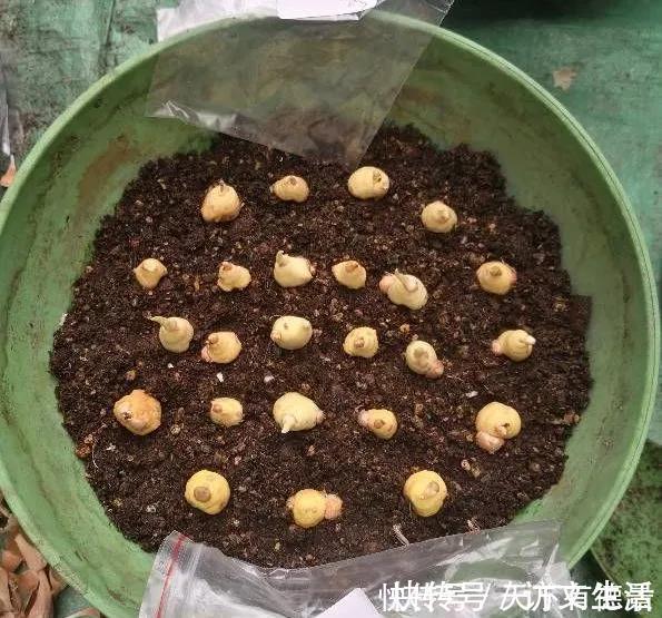 夏天|3种“漂亮花”,香气浓郁,大牌香水的“原料”,又香又美又值钱