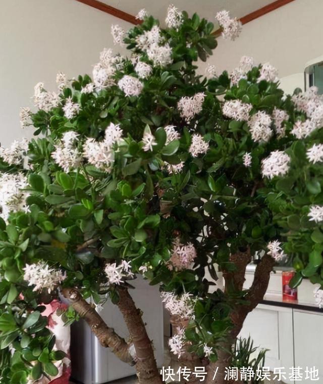 5种霸气花,个个“丑八怪”却吉利镇宅,丢在角落不管,一样爆棚