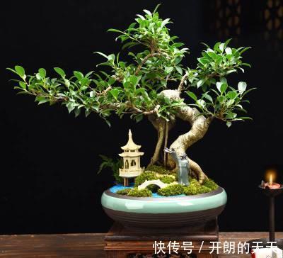 养护|榕树盆景要想美不胜收,几个管理耍起来
