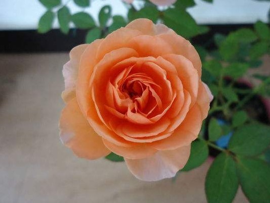 喜欢月季养盆“它”，花香胜玫瑰，四季反复开花，家养一盆值得