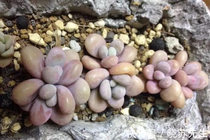 多肉桃蛋有哪些养护技巧,还需要注意哪些事项