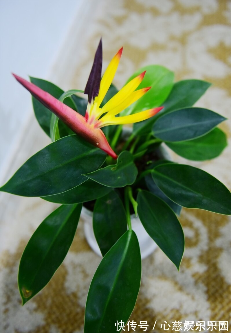 客厅养花不宜多!12种“吉祥花”任选一种,寓意好“养人”还旺家