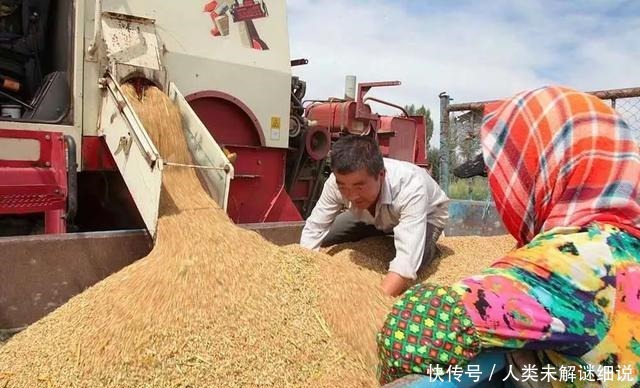 四合院|河套平原 麦香八百里！