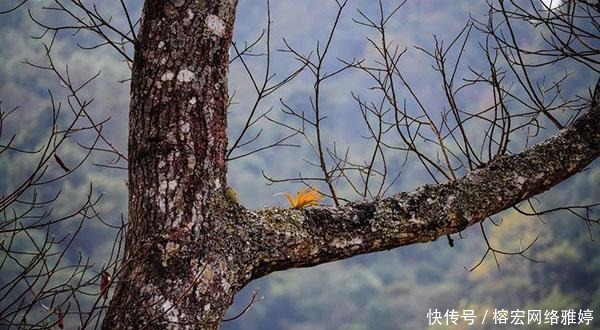 被篡改的《道德经》, 隐藏着什么样的秘密