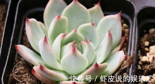 冬季多肉怎么养，做好3点，叶片上色快，轻松养出好状态