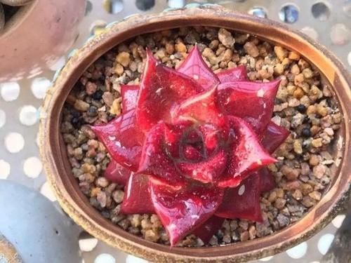 花友|都知道这3款多肉不好养,但是真的很漂亮,愿意尝试的花友真不少