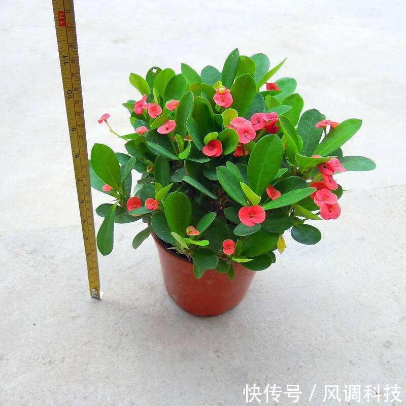 这三种花比绿萝还好养,三个月不管照样开花,最适合上班族