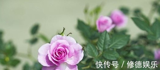 四季海棠|养花是一种生活乐趣,5种易开花的花卉,一年四季花开不断!