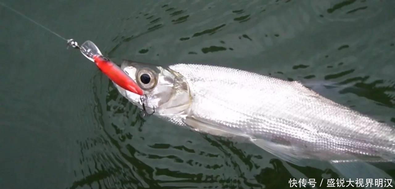 初夏野钓翘嘴鱼,这3个技巧值得遵循,把握好了让你渔获满满