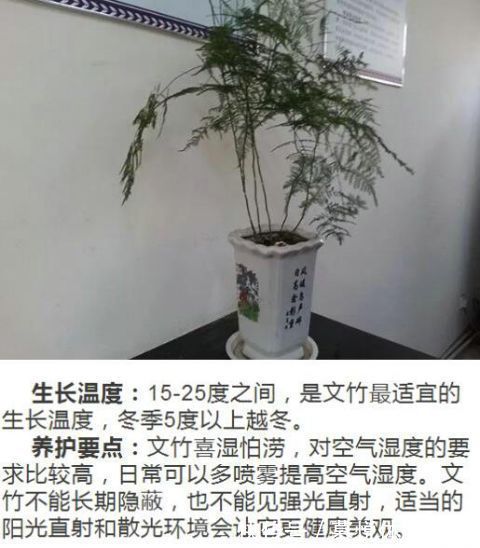 什么人养什么花,对号入座,看看你养对了吗?