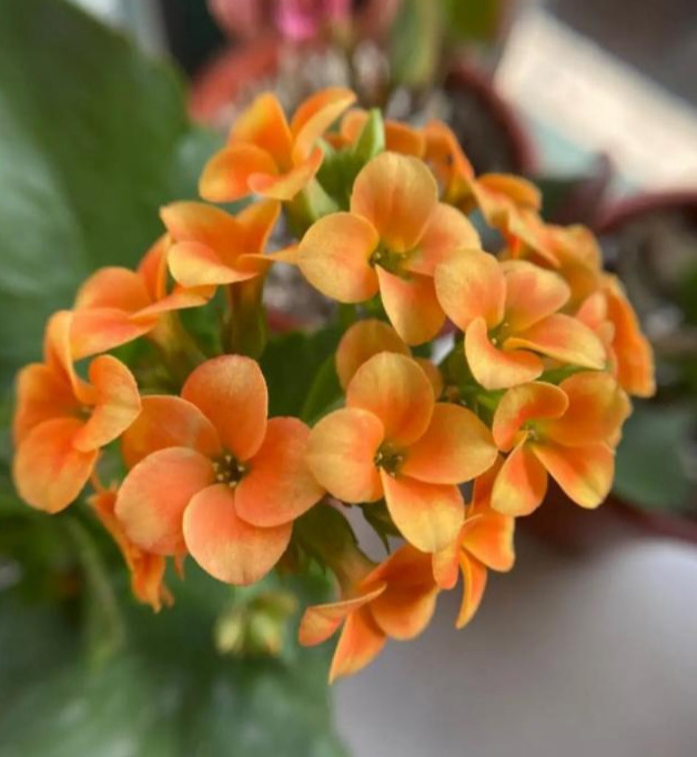 品种|75个长寿花品种，一个比一个美，一起来认识一下吧！