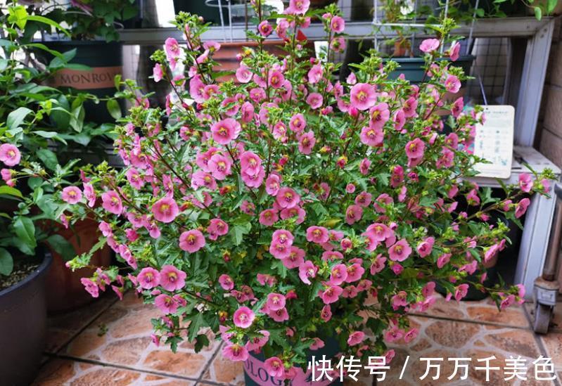 鹤望兰|阳台采光差,建议你别养这10款花,长势差难开花,越养越生气