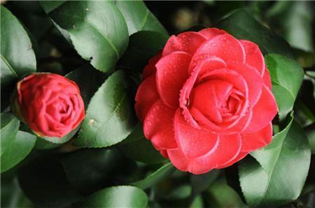 一品红|这8种花,冬天非但冻不死,还花开不断,挤满整个阳台!