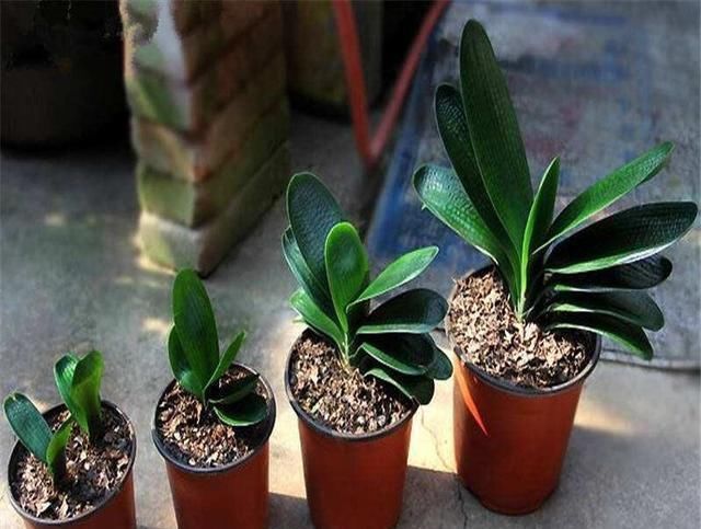 君子兰小苗这样养,叶多、翠绿肥厚,根系足,一年就能养开花