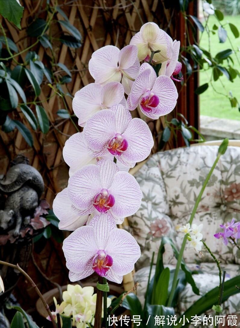 富贵|适合客厅养的5种漂亮花,喜庆大气又吉祥,幸福感满满