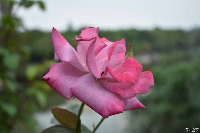 百花洲|六月花开畅游百花州