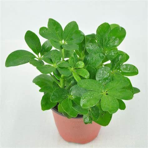 养花试试这几款，典雅大气，枝叶繁茂，注意保持良好的通风环境