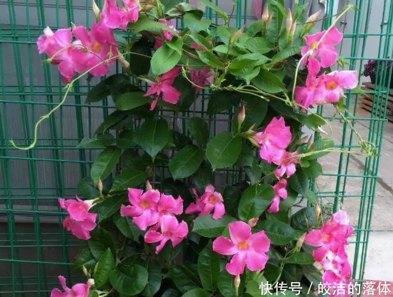 佳品|不怕天气热的“6种花”,好管理易养护,个个是盆栽佳品