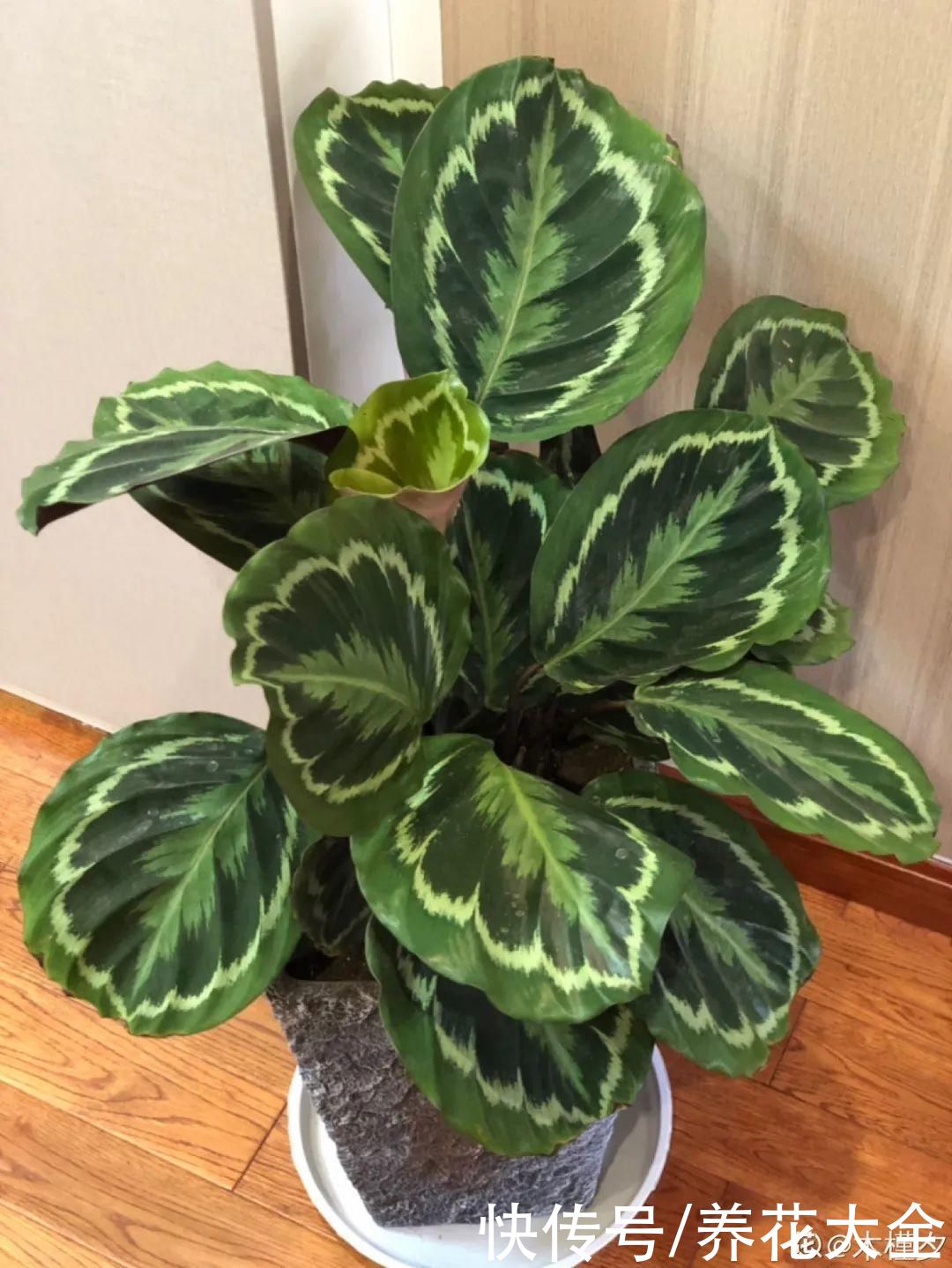 花苞|天热了，20种花最怕浇水，浇得越多，死得越快