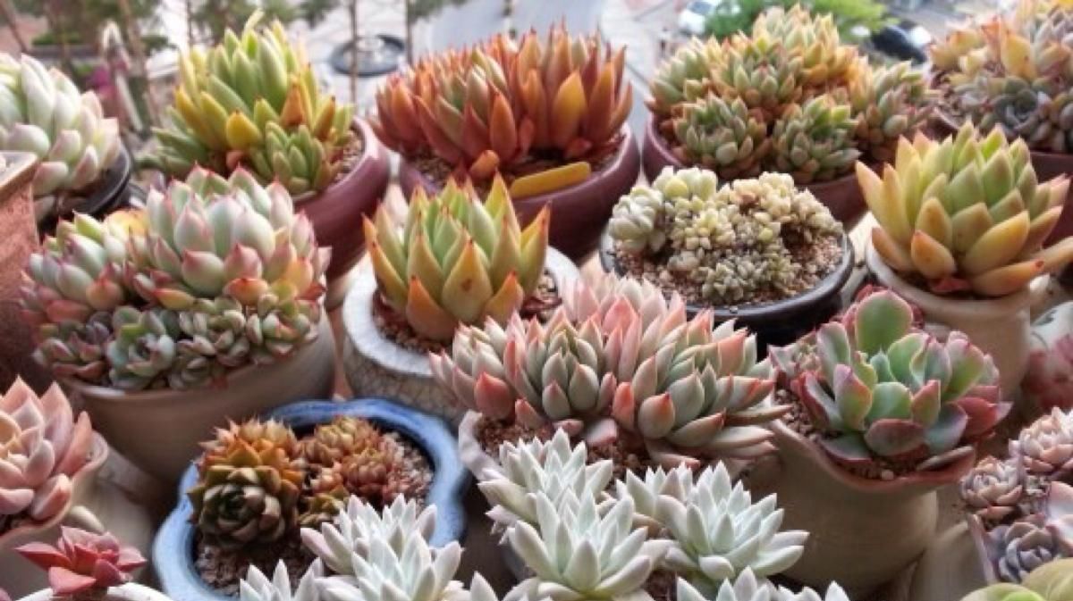 门口|立秋后,3种“休眠花”尽量别折腾,烂在秋天的门口,挺冤的