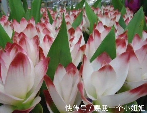 姜荷花|一块“大生姜”,开满粉荷花,家里养一盆,仙气飘飘,开花100天