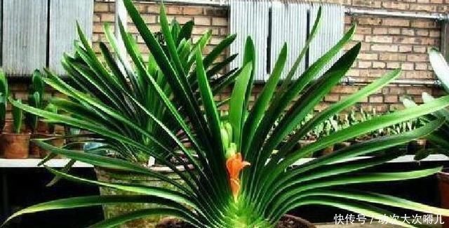 肉质根|做好“2件事”,君子兰根肥,新叶多,年年开“爆盆”