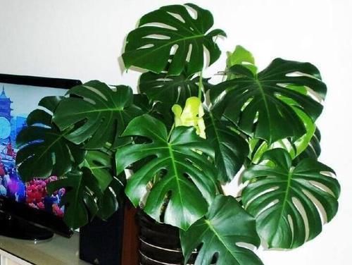 大气上档次|客厅养花选它,大气上档次,叶片油绿,空气清新,你养了几种